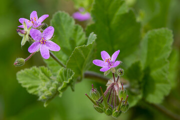 macrophotographie de fleur sauvage - Bec-de-grue à feuille de Mauve - Erodium malacoides © panosud360