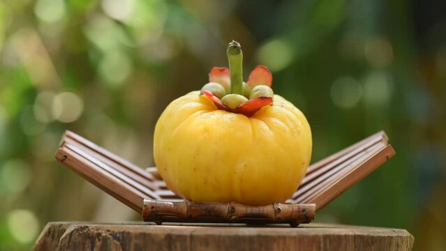 Garcinia atroviridis or Garcinia fruit on nature background.