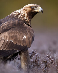 Golden eagle closeup portrait in frosty bog