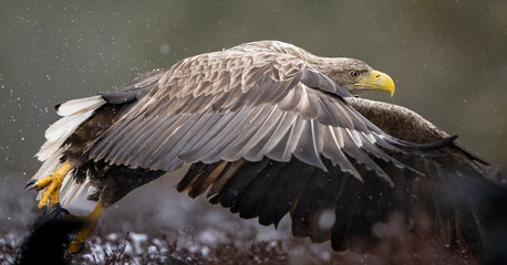 White-tailed eagle take off flight