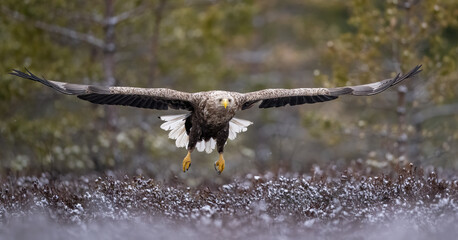 White-tailed eagle gliding over the bog