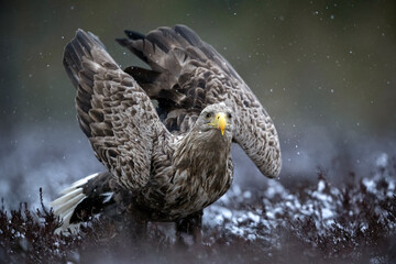 White-tailed eagle portrait in the bog covered with light snow