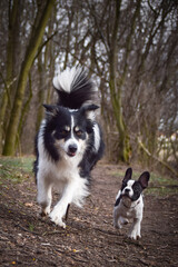 Naklejka na ściany i meble Border collie is running in the forest He is so funny and he looks more cute.