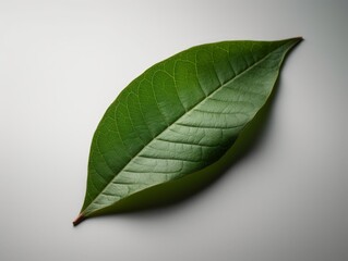 Fototapeta na wymiar A single, green leaf on a white background