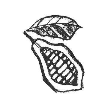 Cocoa bean icon. Hand drawn sketch PNG Cacao beans. Cocoa beans isolated. Symbol Bean-to-Bar cacao. Organic product doodle for cafe, label chocolate, cocoa butter badge. Plant part for logo design.