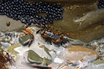 The crab sits on the stones by the sea. Vladivostok, Primorsky Krai, Far East, Russia.