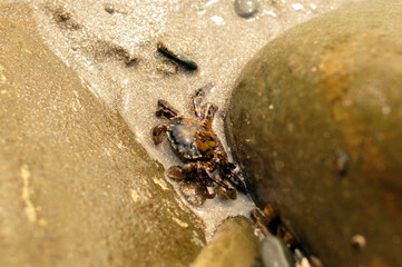 The crab sits on the sand by the sea. Vladivostok, Primorsky Krai, Far East, Russia.