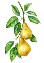 Pear. Tree branch with leaves and fruits on an isolated white background, botanical illustration painted in watercolor, ripe juicy Pears