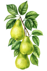 Pear. Tree branch with leaves and fruits on an isolated white background, botanical illustration painted in watercolor, ripe juicy Pears