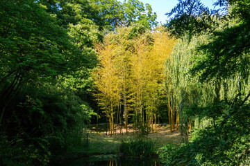 A lush forest of green yellow bamboo trees, peacefully standing in harmony with natures beauty. A tranquil scene perfect for finding serenity.