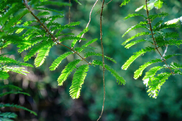 A close-up of a lush, green branch from the Metasequoia glyptostroboides tree in a rainforest reveals beauty and growth in nature.