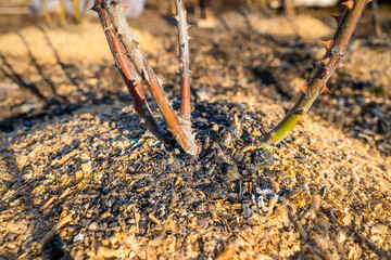 Spring care for a rose bush after winter. The first warming, sunset lighting. The base of the rose is covered with sawdust and sprinkled with charcoal and ash