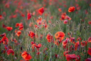 Field of poppies selective focus. Nature summer wild flowers. Vivid red flower poppies plant. Buds of wildflowers. Poppy blossom background. Floral botanical freedom mood. Leaf and bush poppy flower.