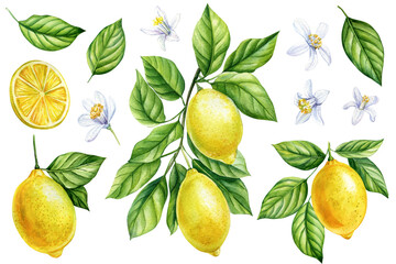 Lemon fruits set, flowers, branch and leaves, botanical watercolor illustration. Juicy citrus isolated white background