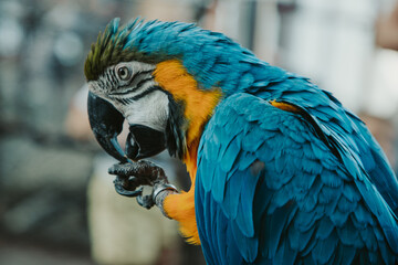 parrot blue-yellow ara in nature close-up