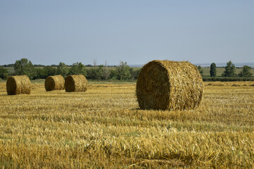 Harvested wheat field with large round bales of straw in summer. Rural landscape. Farmland with blue sky. Copy space. Close-up. Selective focus.