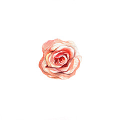 Watercolor blooming pink rose on a white background. Botanical vintage illustration. Design element for greeting cards, wedding invitations, covers.