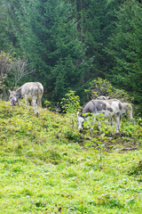 Naklejka na ściany i meble Donkeys at the farm in Appenzell, Switzerland 