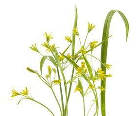 Fototapeta na wymiar First spring forest flowers Yellow star-of-Bethlehem isolated on white background. Small, yellow wild flowers Gagea lutea on white.