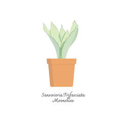 Collection of snake plants color flat vector.  Color illustrations vector of Sansevieria Trifasciata Moonshine. Mother-in-Laws Tongue. 