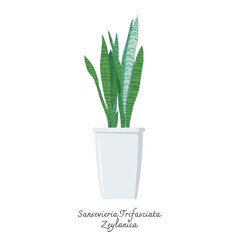 Collection of snake plants color vector.  Color illustrations vector of Sansevieria Trifasciata Zeylanica. Mother-in-Laws Tongue. 