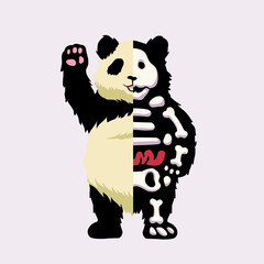 Panda X-ray Vector illustration