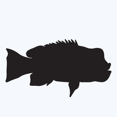 Wrasse silhouettes and icons. Black flat color simple elegant Wrasse animal vector and illustration.