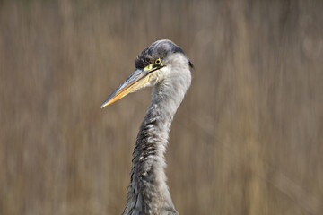 Gray heron. Ardea cinerea. Gray heron perched on a branch, large common gray, blue heron from lakes and rivers, wildlife in its natural habitat.