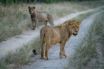 Male lion stands on track near another