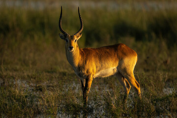 Male red lechwe stands in floodplain staring