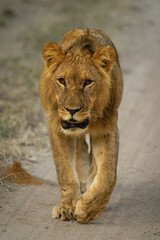 Male lion walks down track towards camera