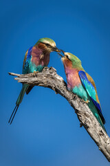 Male lilac-breasted roller passes insect to female