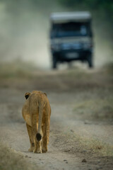 Male lion walks towards jeep on track