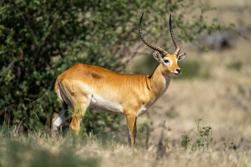Male red lechwe stands turning towards camera
