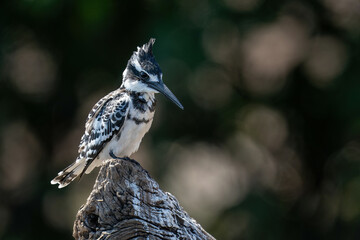 Pied kingfisher on log with bokeh background