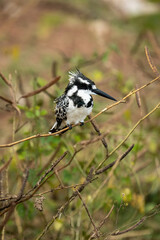 Pied kingfisher on thin branch looking right