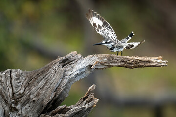 Pied kingfisher takes off from dead tree