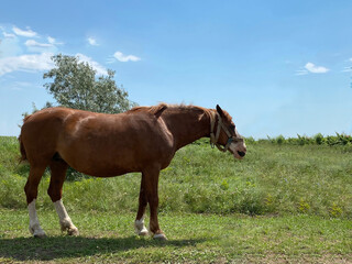 Brown horse on the background of nature. Horse against the background of a green field on a clear sunny day