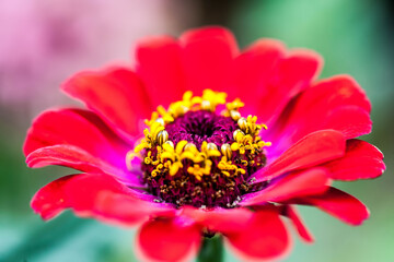 Beautiful flower in spring. Flowers in garden.