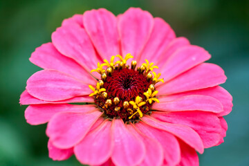 Obraz premium Beautiful flower in spring. Flowers in garden.