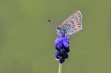 Akbes Weasel butterfly on plant - Tomares nesimachus