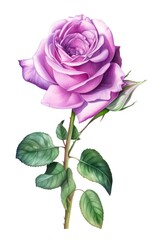 Violet rose isolated on white background. Watercolor illustration of a purple rose flower. Generative AI.