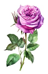 Violet rose isolated on white background. Watercolor illustration of a purple rose flower. Generative AI.