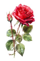 Beautiful bright scarlet rose flower. Watercolor red rose isolated on white background. Generative AI.