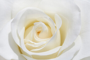 close up of white rose flower