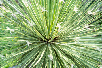 Dasylirion wheeleri - desert mexican plant