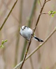Long-tailed tit, in early spring, a bird sits on a branch near young leaves