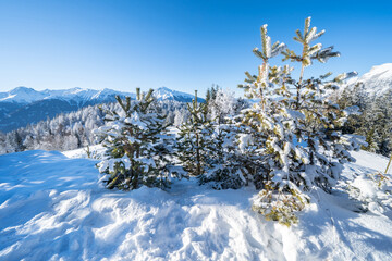 Winter forest in Seefeld, Austria