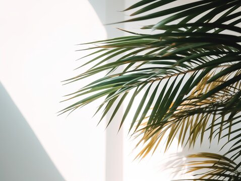 Palm leaves with soft shadow overlay on white wall background. Generative ai