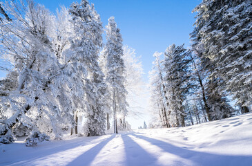 Winter forest in Seefeld, Austria